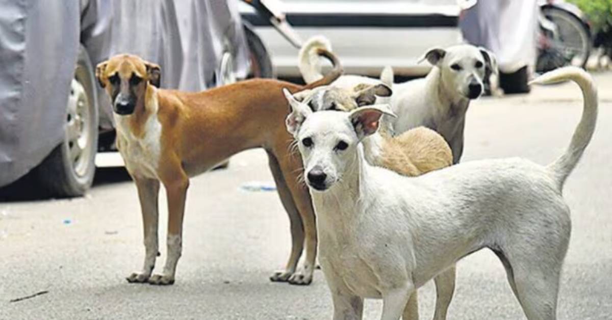 delhi stray dogs